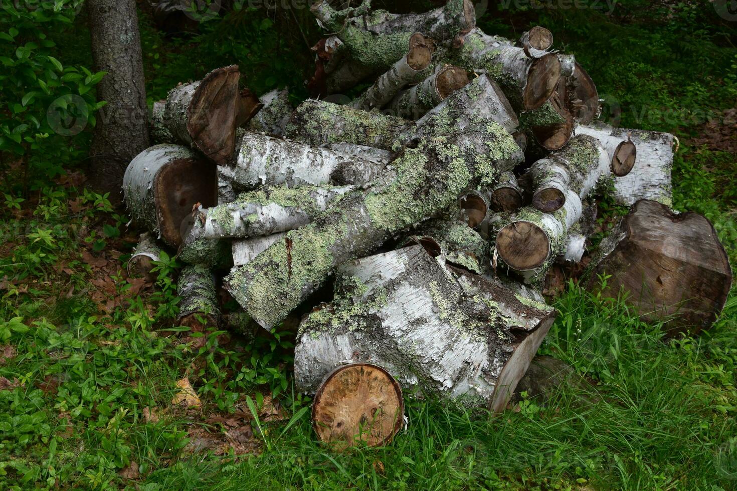 Large Pile of Birch Logs from a Tree photo