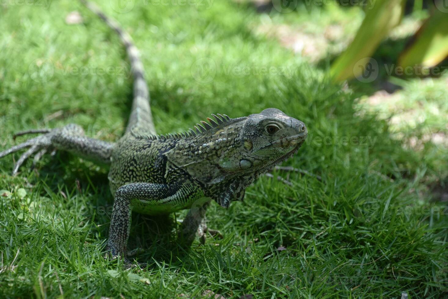 Crawling Inquisitive Iguana in Lush Green Grass photo