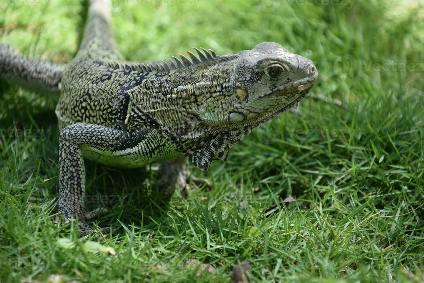 Side Profile of an Iguana in the Wild photo