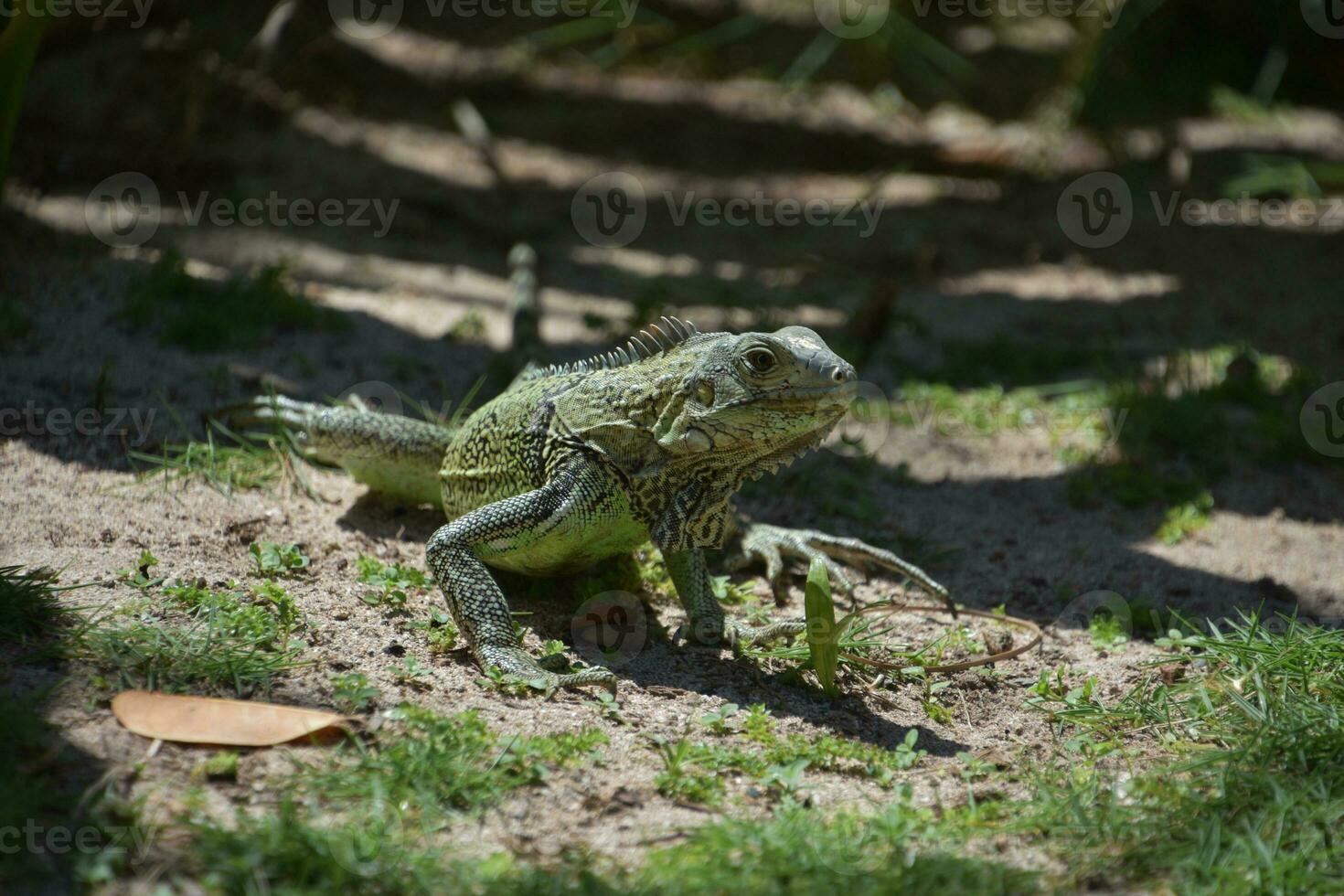 Looking into the Face of an Iguana in Aruba photo
