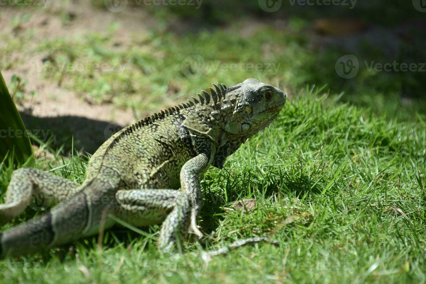 Tropical Iguana with Spines Along Its Back photo