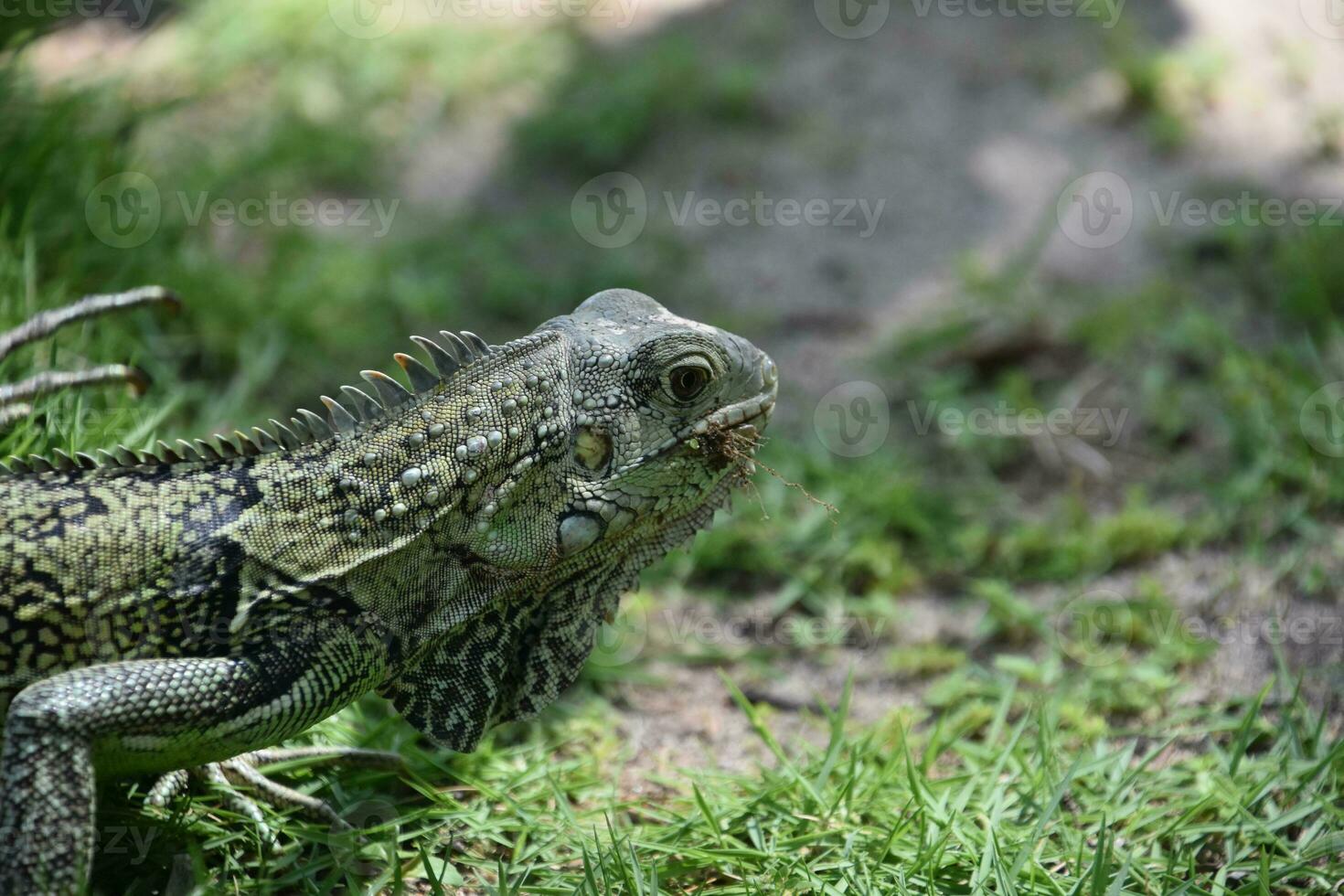 Side Profile of a Common Iguana in Aruba photo