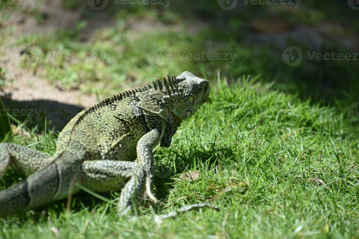 Amazing Iguana Creeping Around with Grass in His Mouth photo