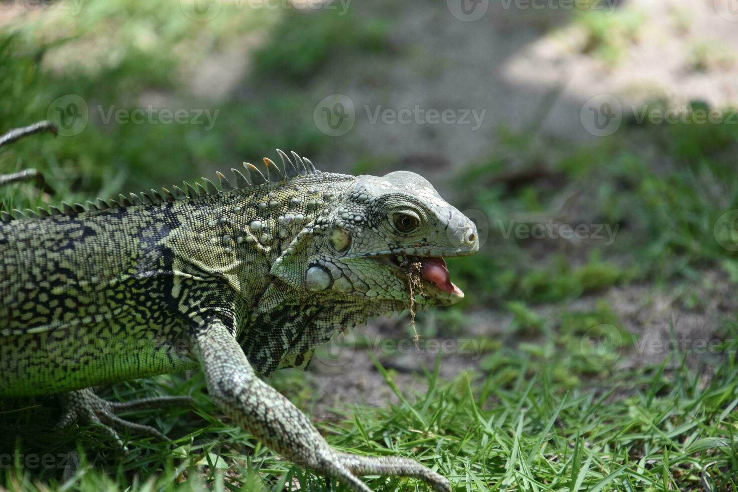 Large Iguana Munching on Some Grass in Aruba photo