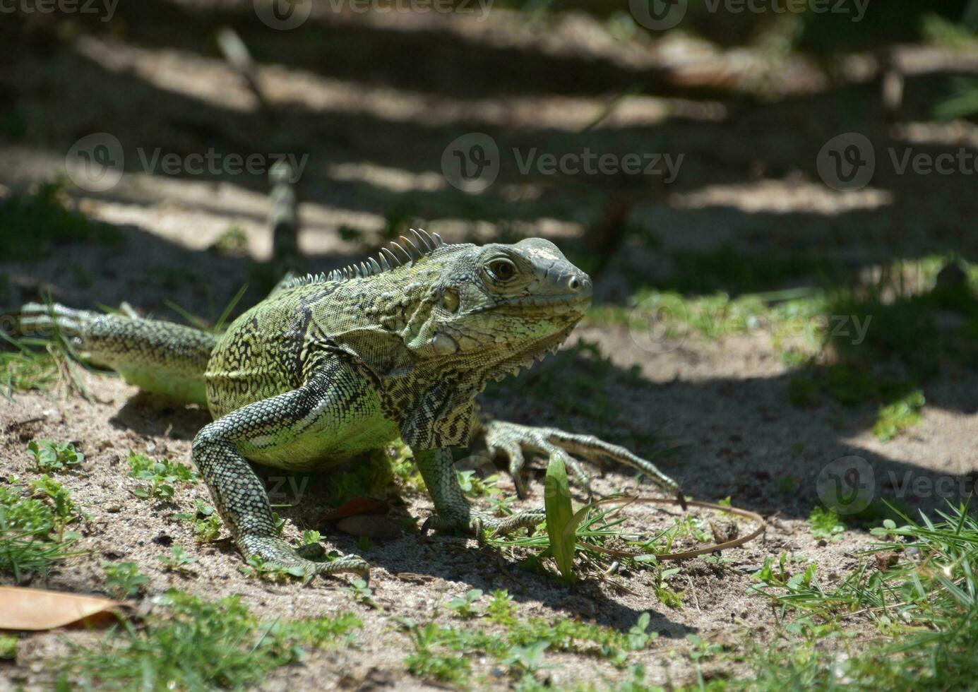 Wild Green Scaled Iguana in the Caribbean photo