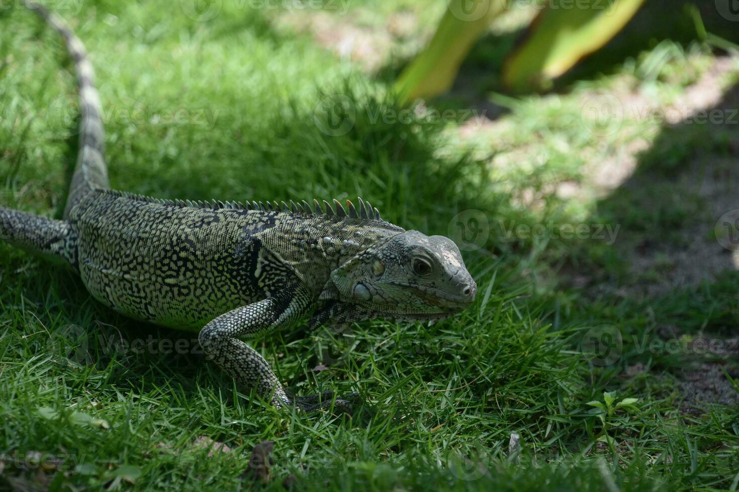 Iguana Creeping Through Green Grass in Aruba photo