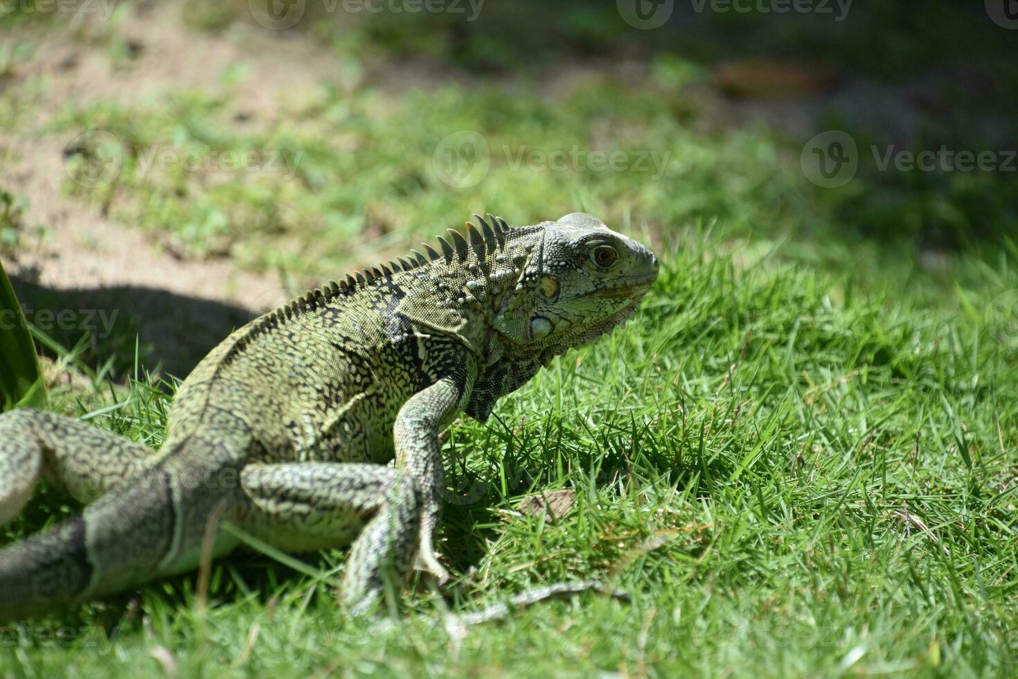 Creeping and Crawling Iguana in the Wild photo