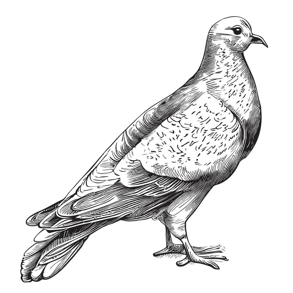 Dove of peace hand drawn sketch in doodle style Vector illustration