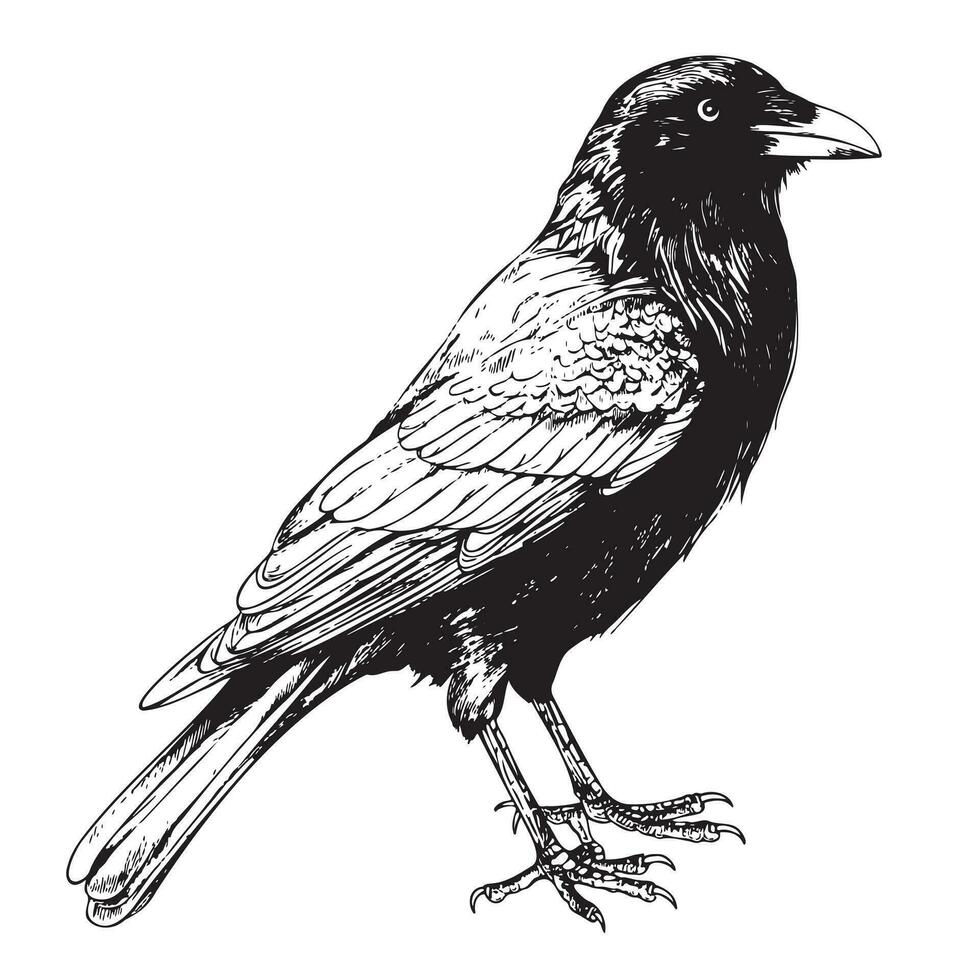 Black crow sketch hand drawn in doodle style Vector illustration Cartoon