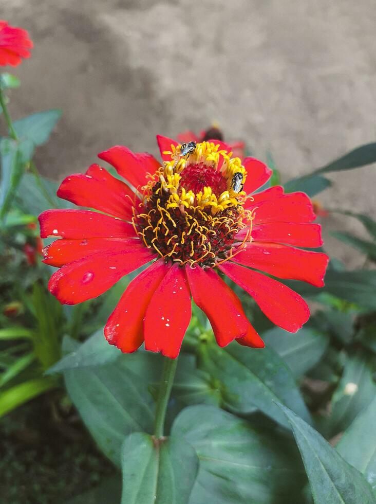 red flower in the garden photo
