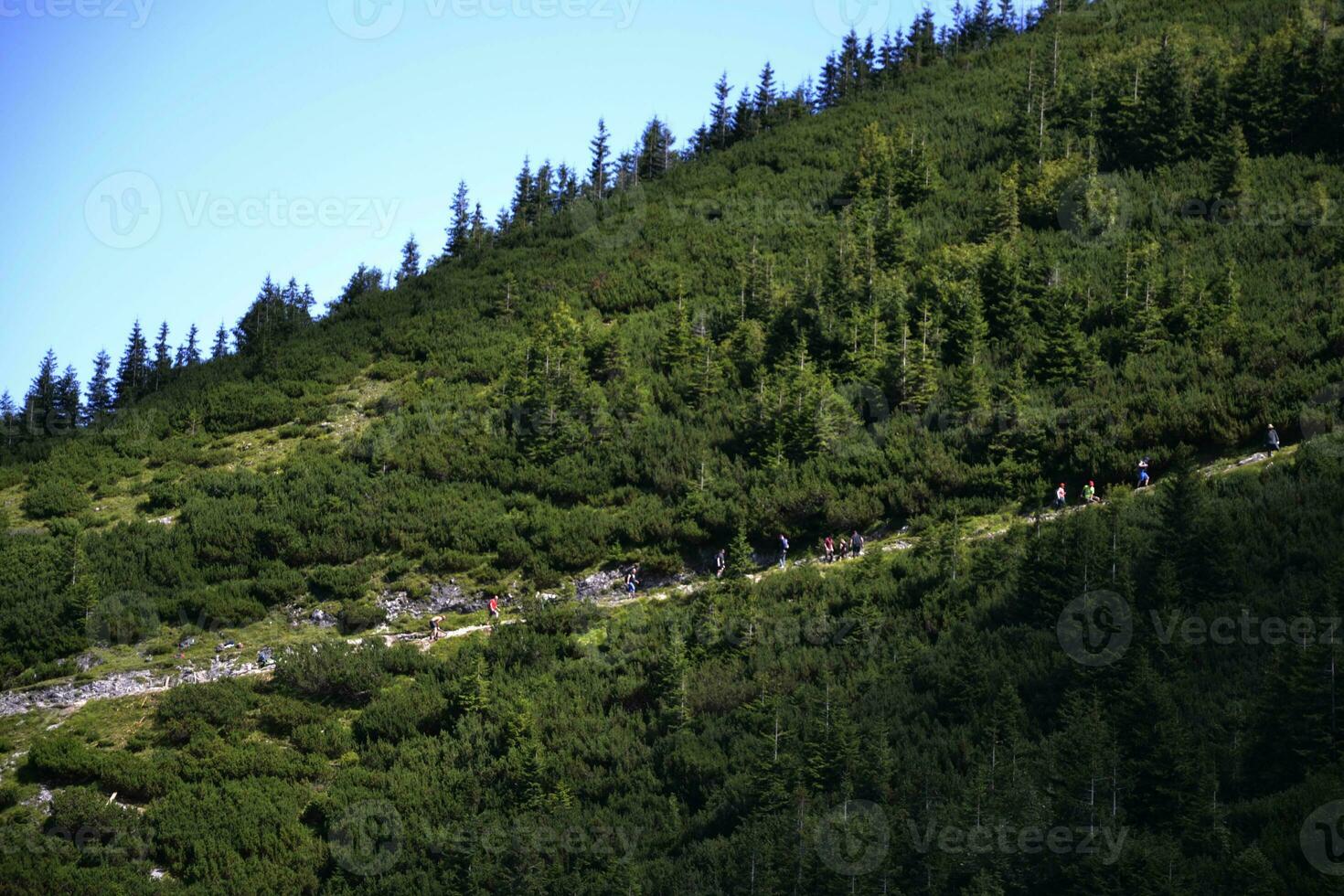 personas son excursionismo en primavera o verano naturaleza en tatry, Polonia. pino árboles, abeto arboles son alrededor foto