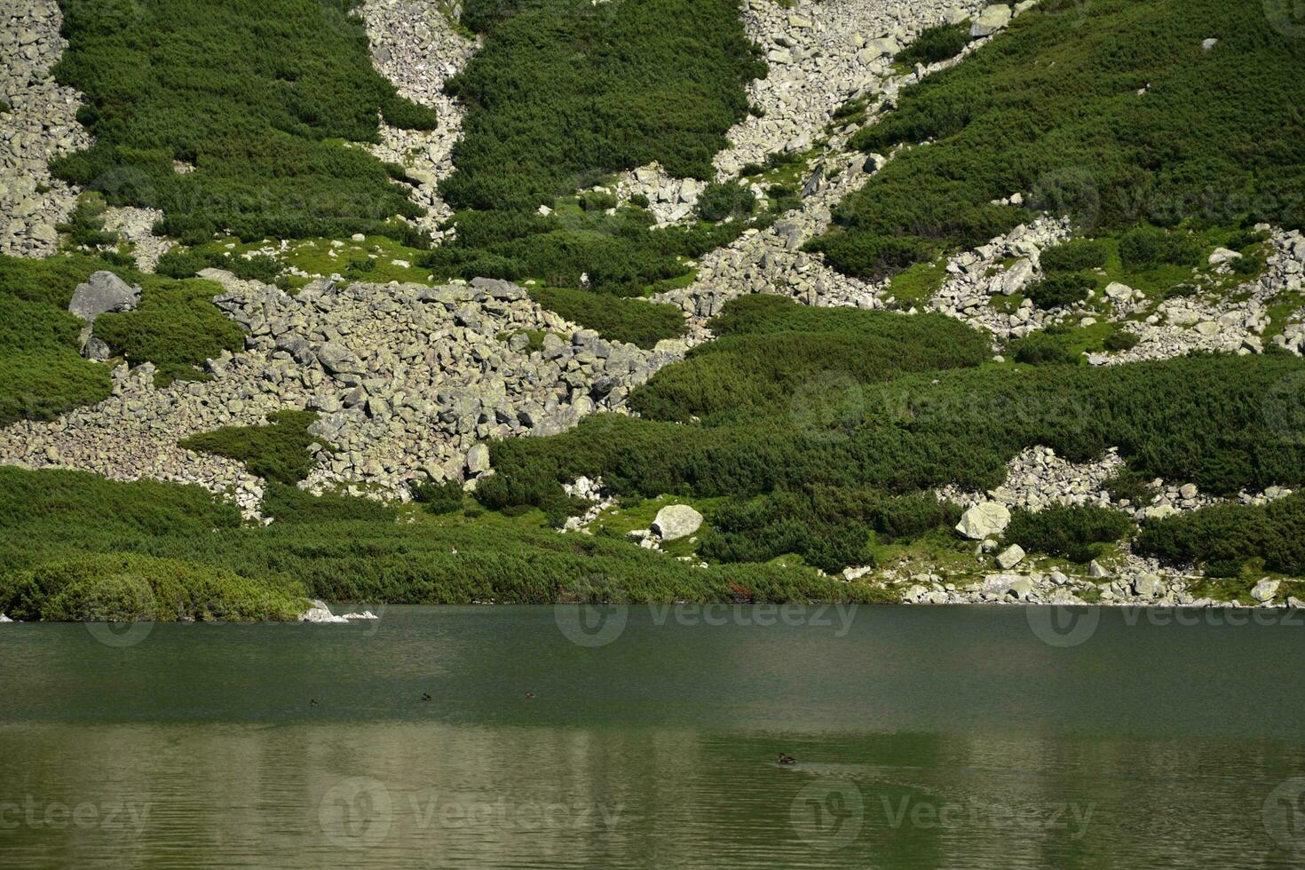 un 'zarco staw gasienicowy' lago en zakpane, Polonia. rocas, bosque, árboles, patos foto