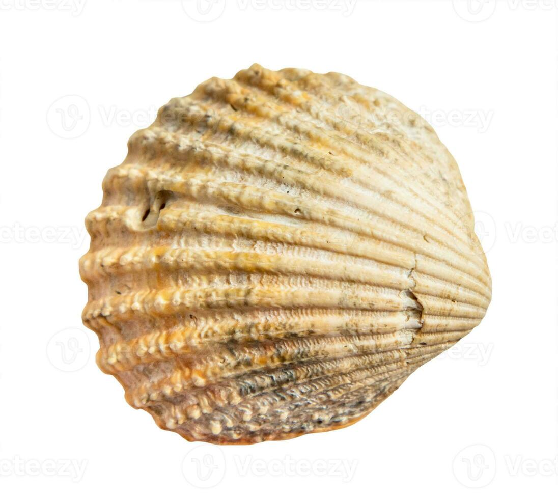 dried sea shell of clam mollusc isolated on white photo