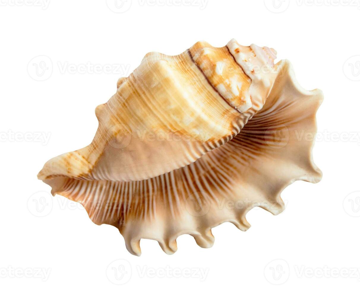 empty sea shell of conch mollusk isolated on white photo