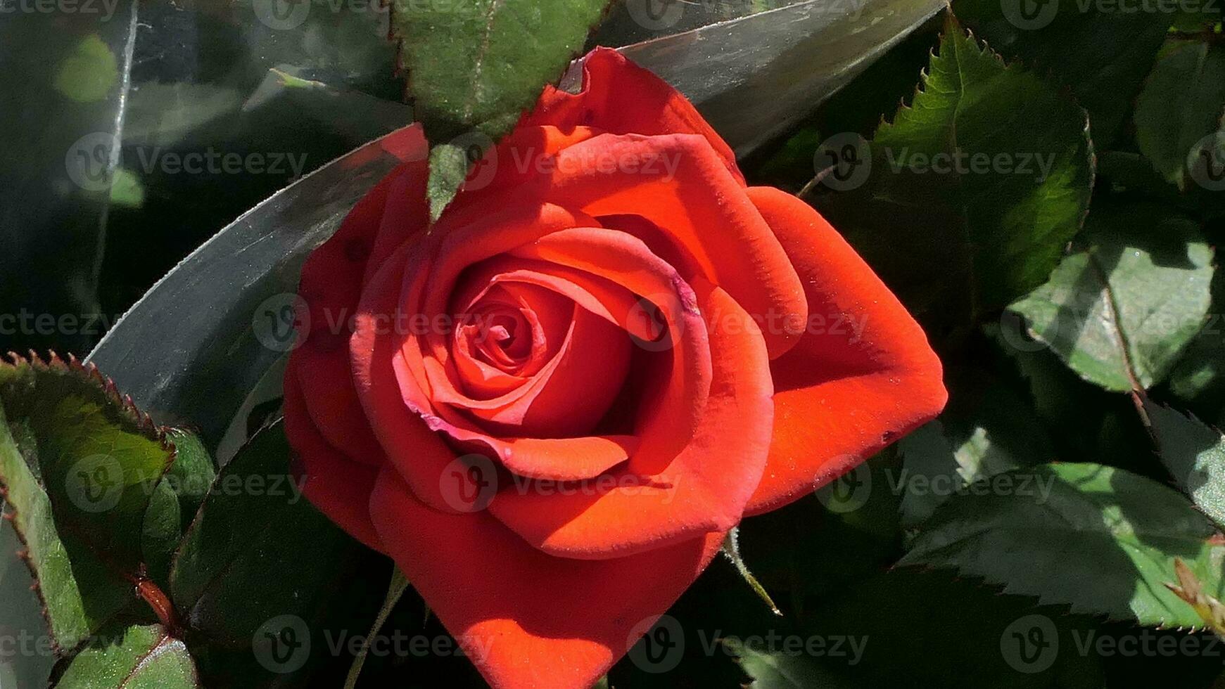 roses with green leaves photo