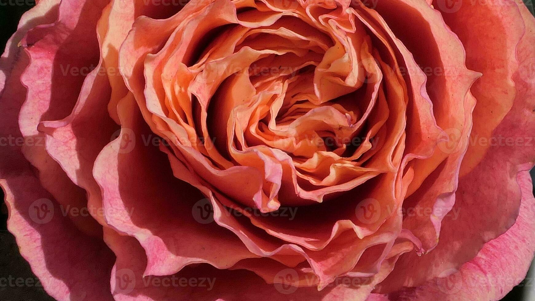 a close up of a large red rose photo