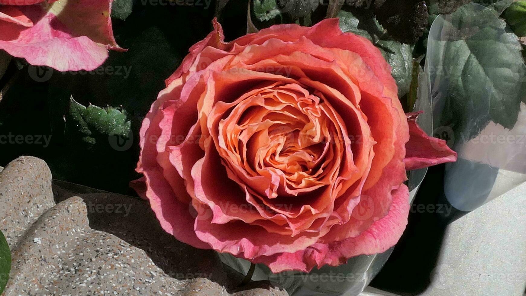 a close up of a large red rose photo