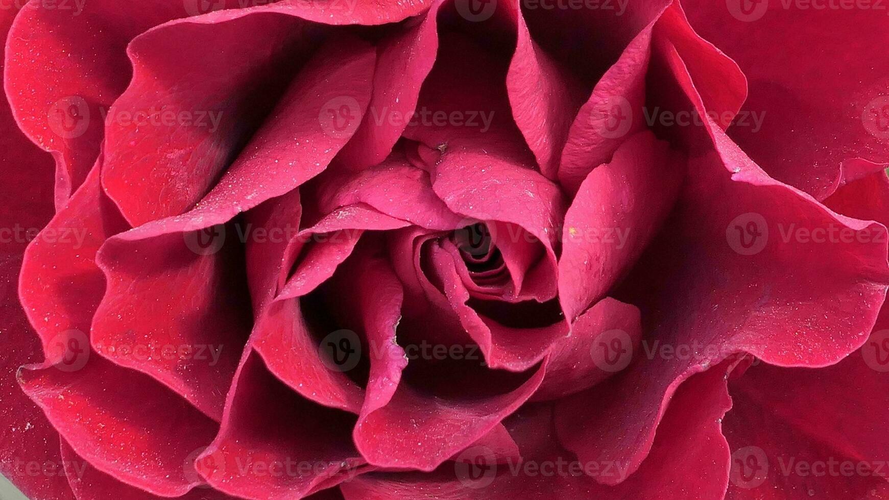 a close up of a large red rose photo