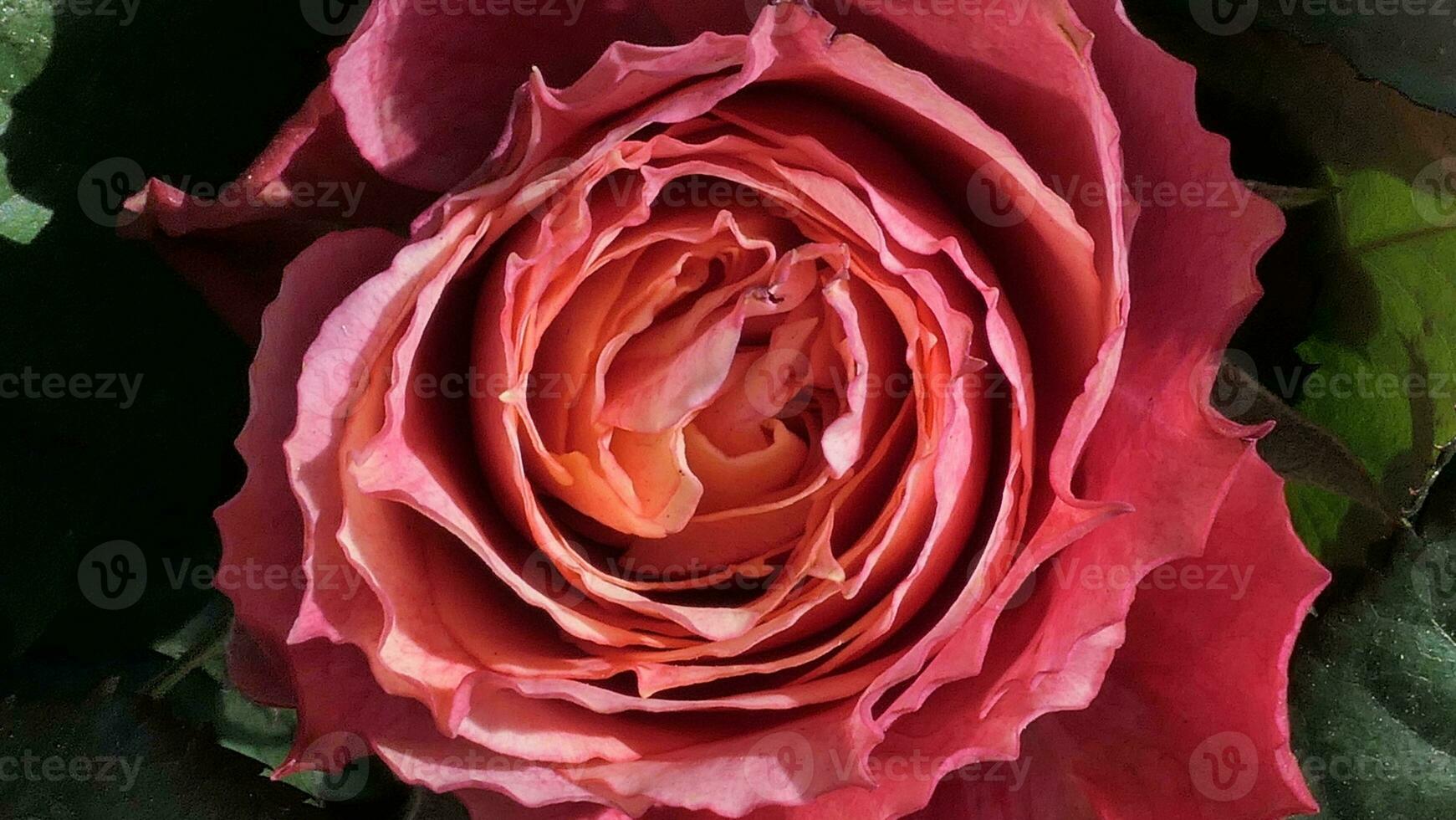 a close up of a large red rose photo
