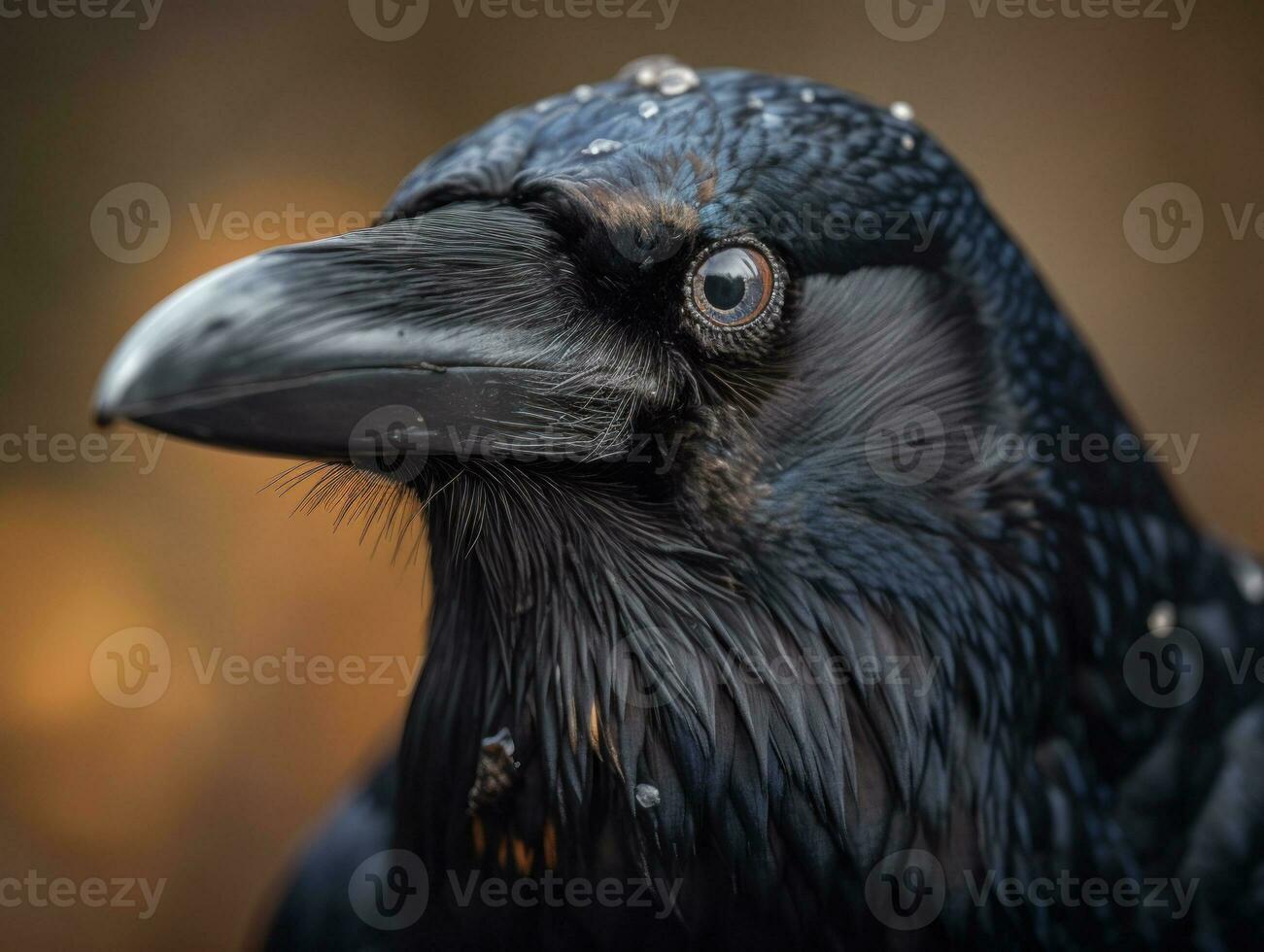 Rook bird portrait AI Generated photo