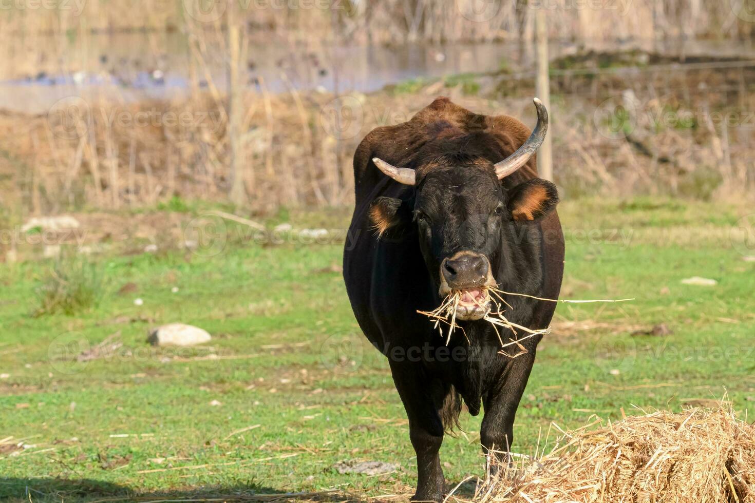 Close-up of a bull feeding in a green field in the morning. photo