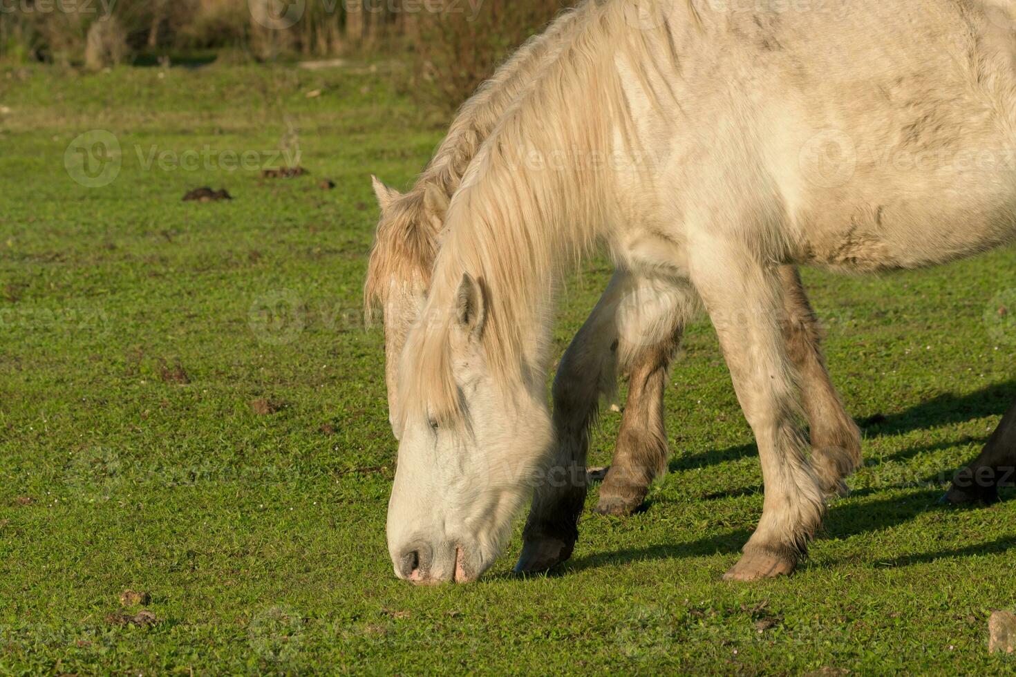 autochthonous horses eating grass in the green meadow of mallorca balearic islands photo