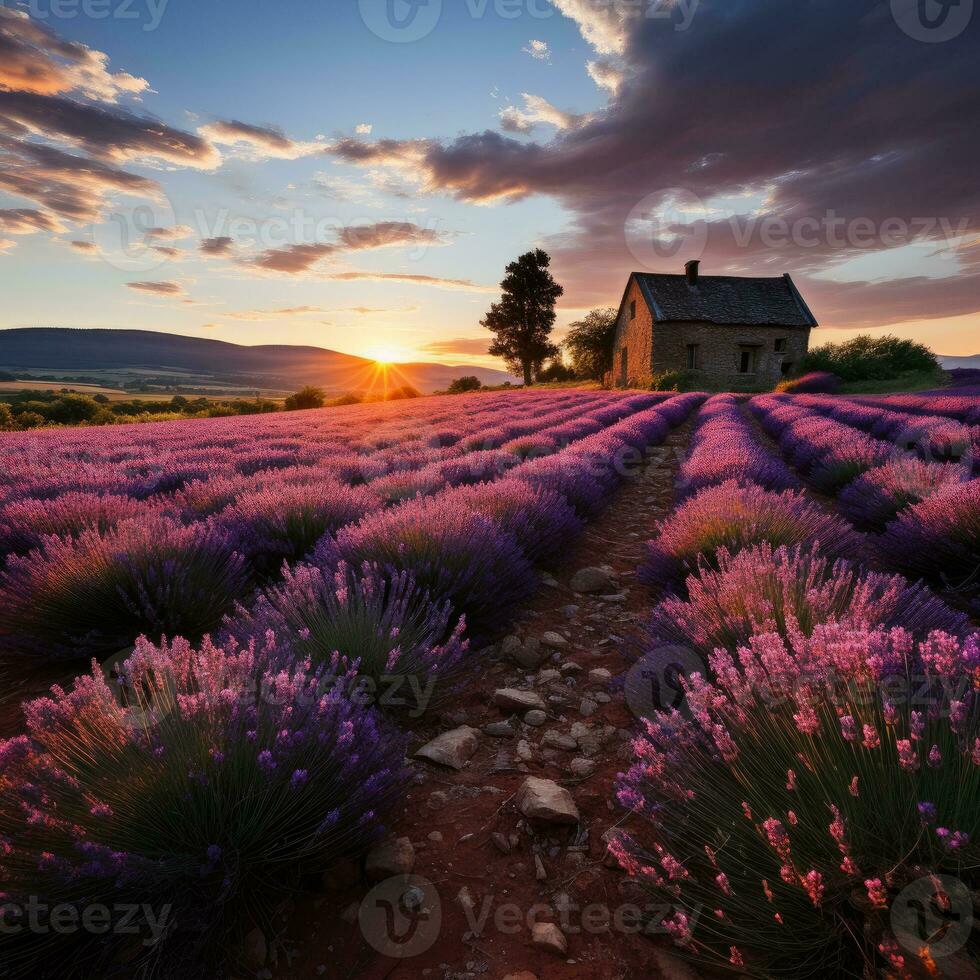 Photo of rolling lavender fields in Provence. Generative AI