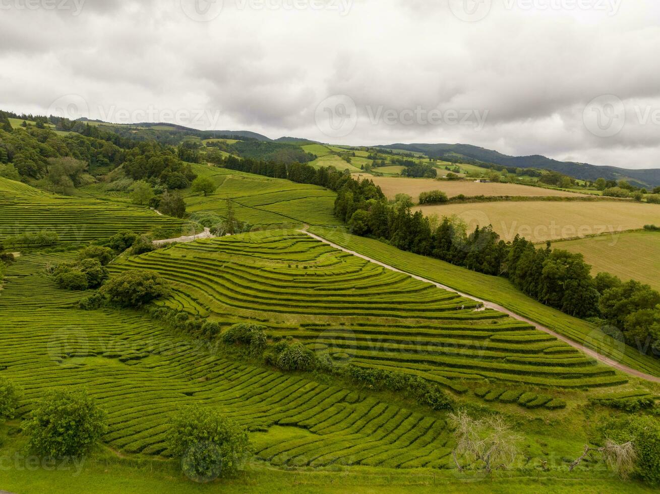 Cha Gorreana Tea Plantation - Portugal photo