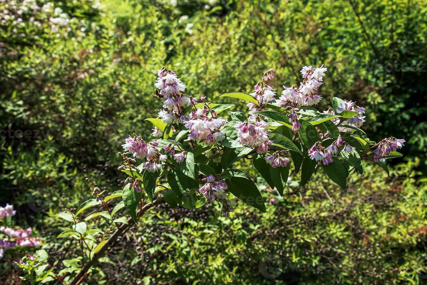 deutzia crenata flores japonés nieve flor , esbelto deutzia. borroso deutzia, deutzia doble de flores en floración foto