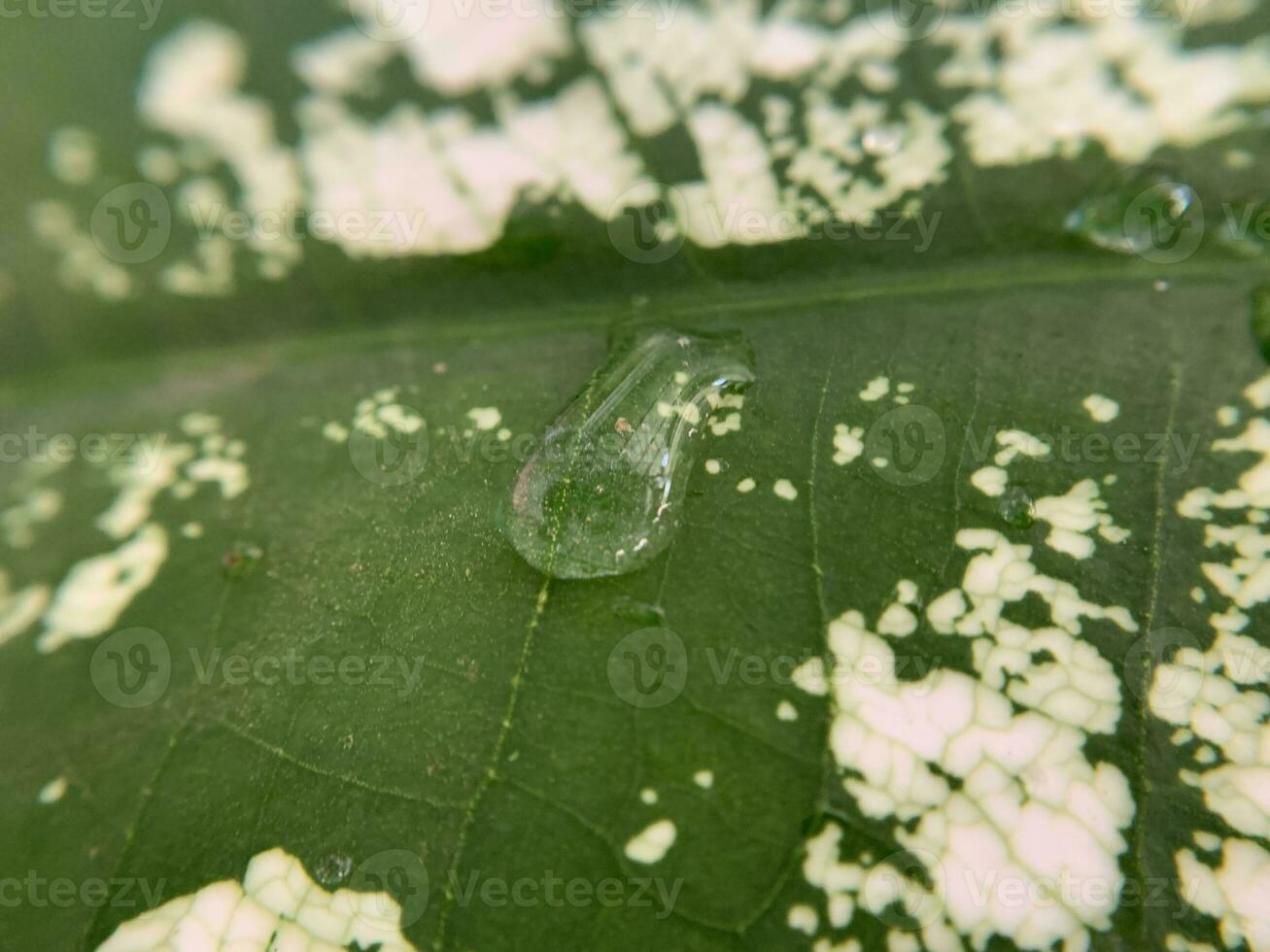 Such beautiful macro shots of flowers and leaves photo