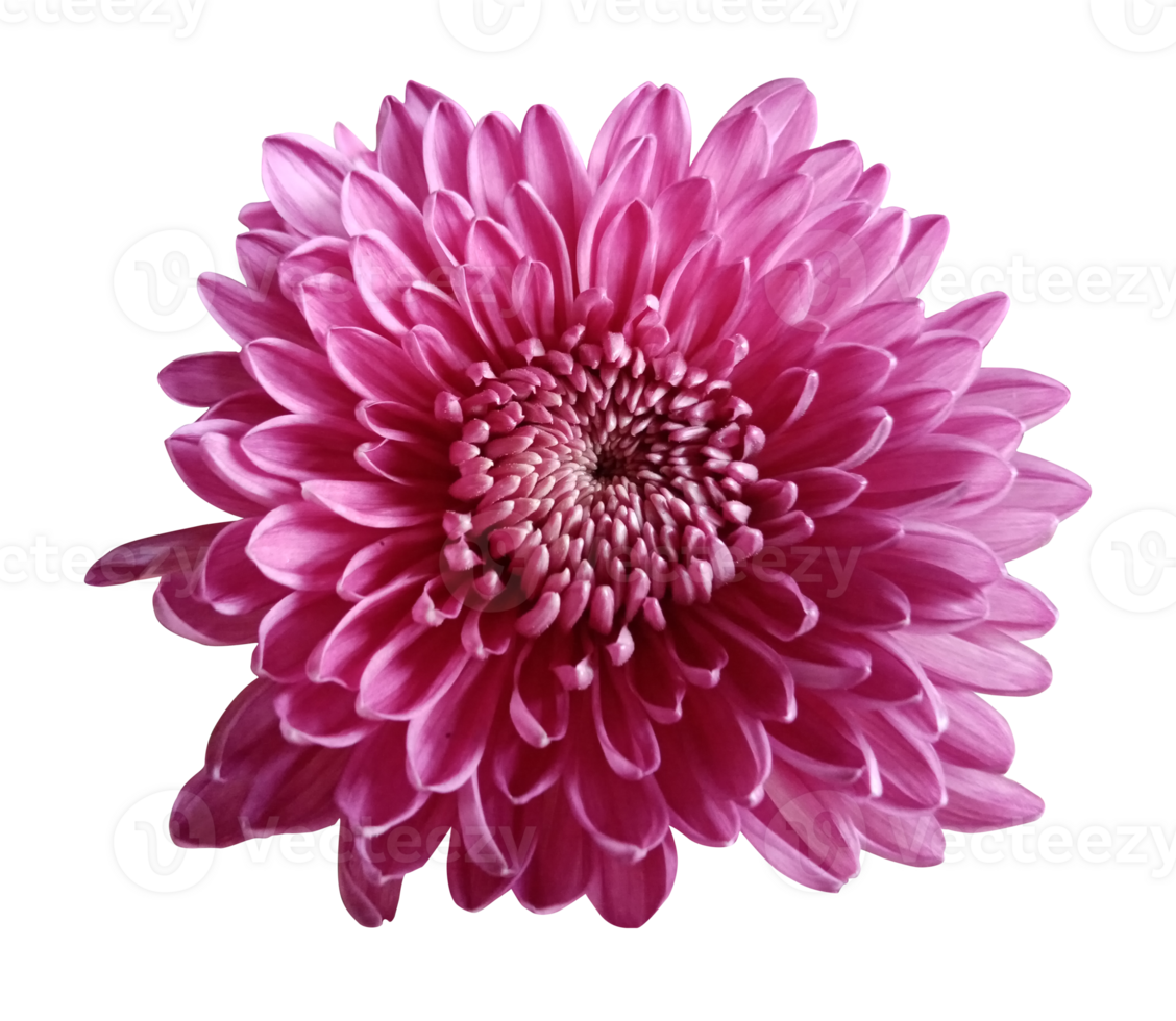 ISOLATED FLOWER PINK png
