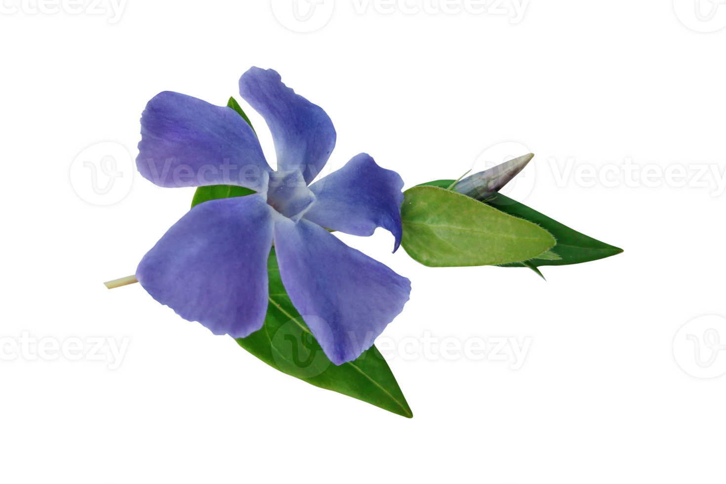 ISOLATED FLOWER blue png
