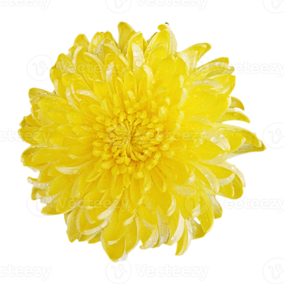 ISOLATED DAHLIA FLOWER YELLOW CHRYSANTHEMUM png