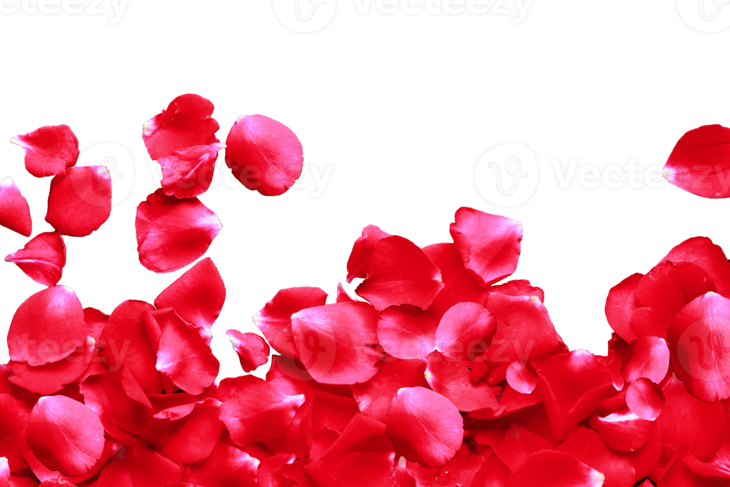 Red rose petals isolated on a transparent background with copy space for your text, png