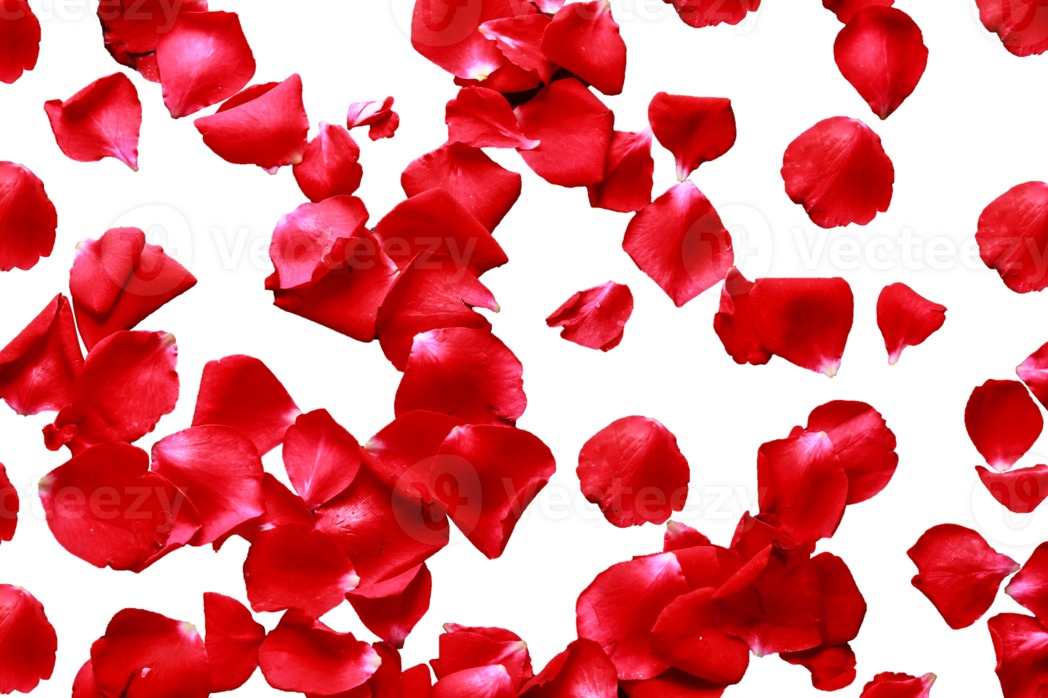 Floating red rose petals isolated on a transparent background, Beautiful rose flower petals on a transparent background png