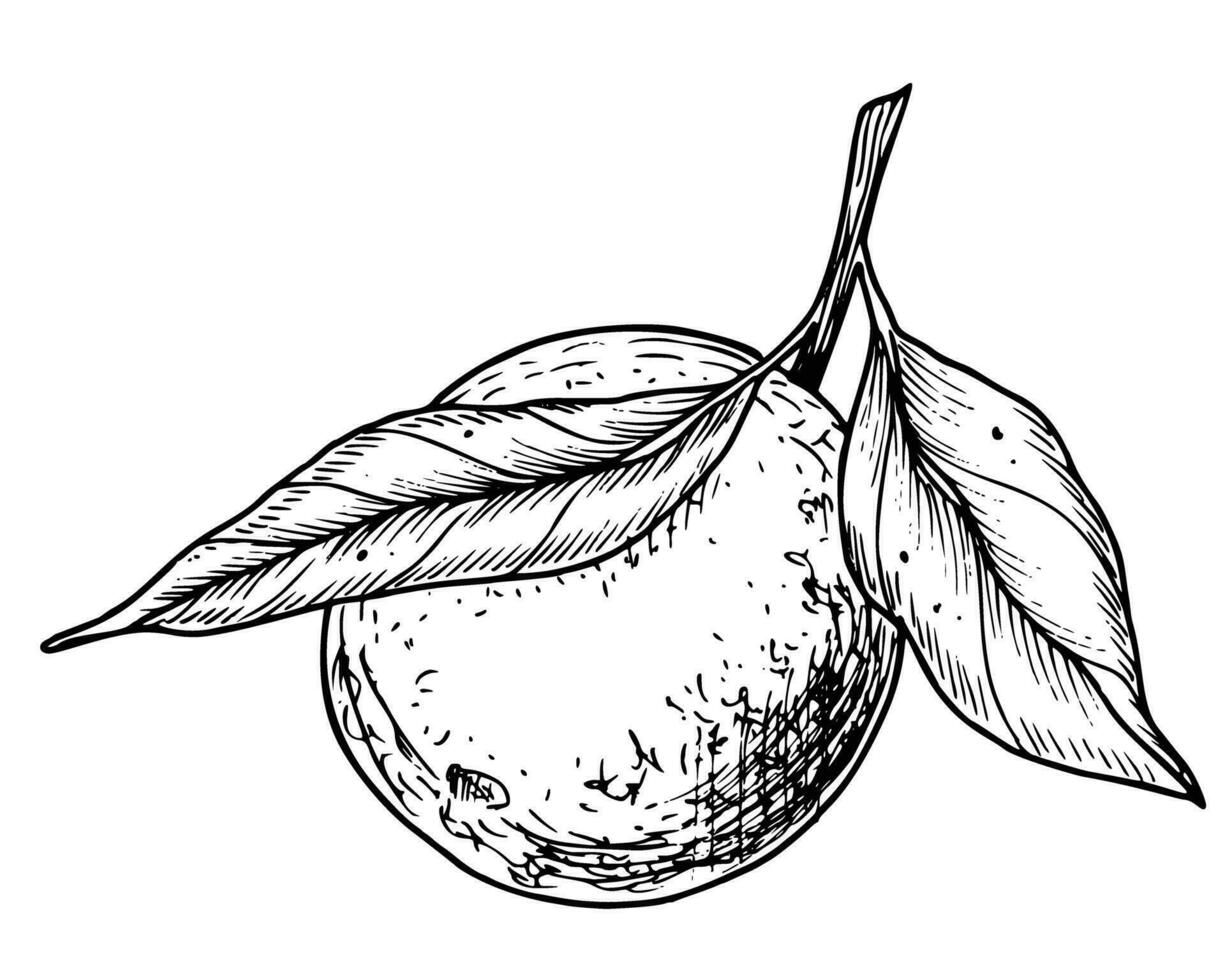 naranja Fruta rama con hojas. mano dibujado lineal vector ilustración de mandarín o Mandarina. dibujo de clementina árbol para comida etiqueta. grabado negro bosquejo en blanco para icono o logo