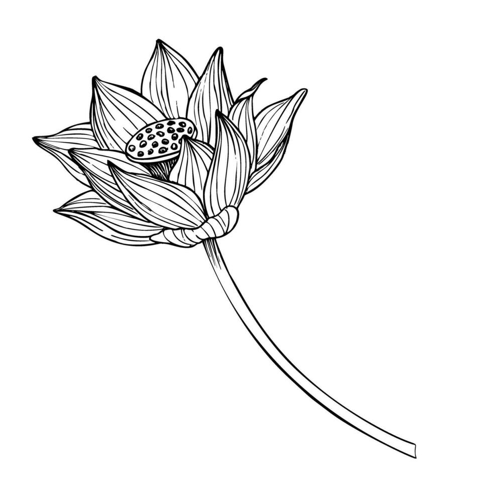 loto flor en línea Arte estilo. mano dibujado vector ilustración de asiático agua lirio en negro y blanco colores para spa o zen diseño. dibujo de floral tatuaje pintado por tintas símbolo de pureza