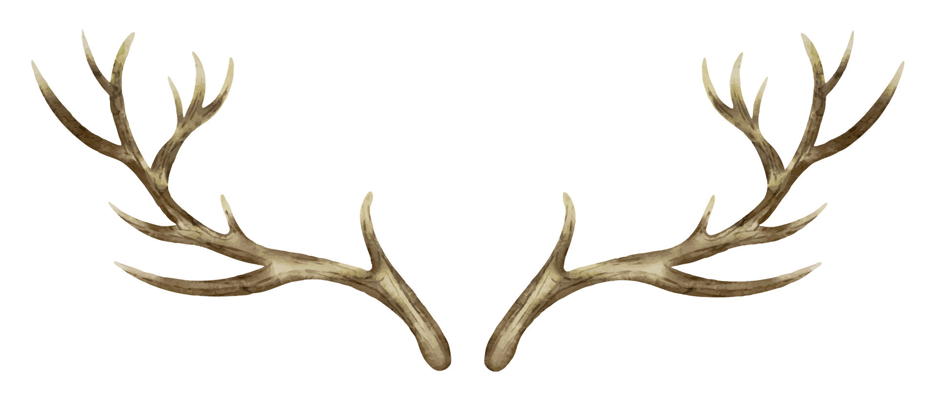 Hand drawn deer horns isolated on white background