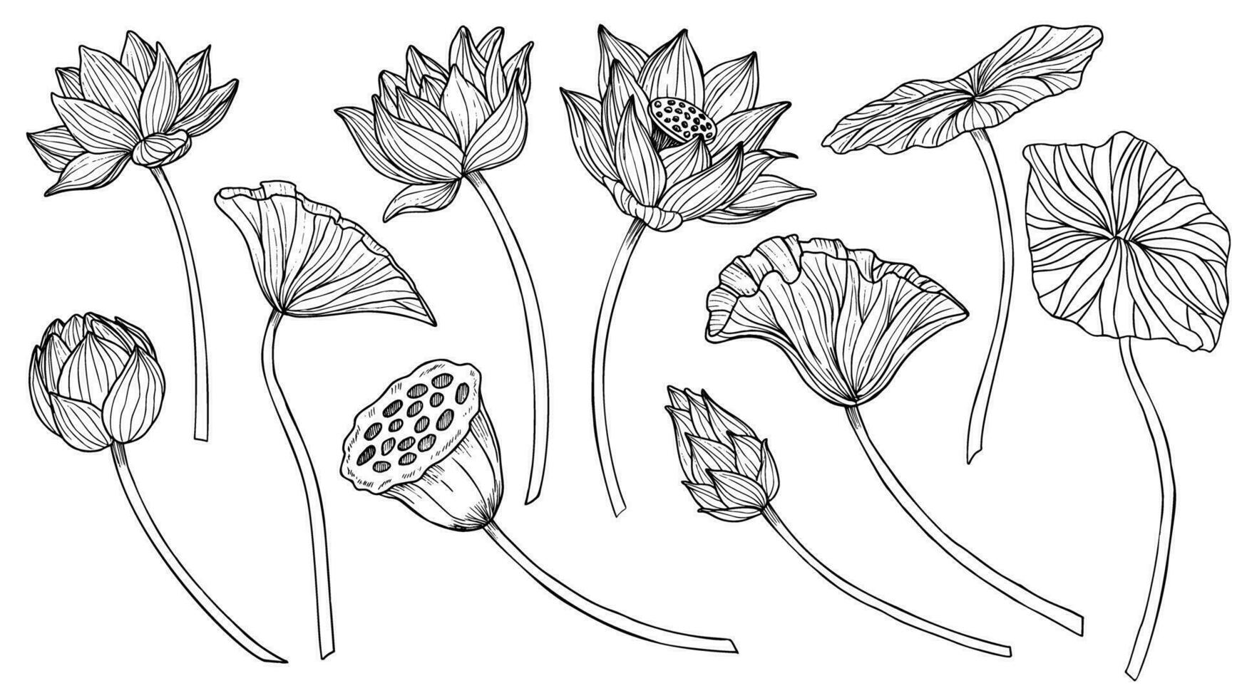 Lotus vector set. Linear drawing with flowers and leaves in black and white colors. Engraved illustration of water lily in outline style for spa or Zen design. Monochrome etching for icon or logo