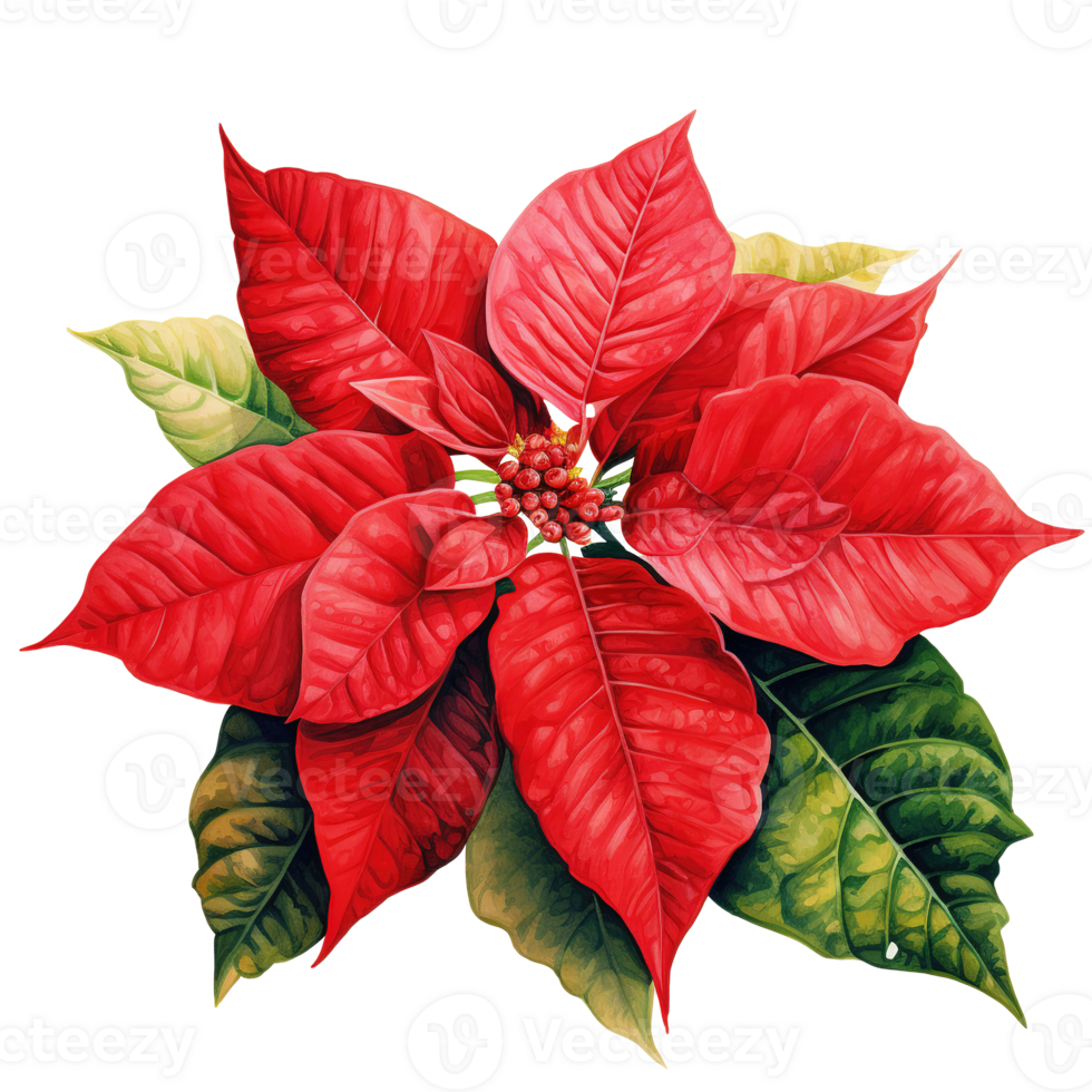 Poinsettia Flower For Christmas Event. Watercolor Style. AI Generated png