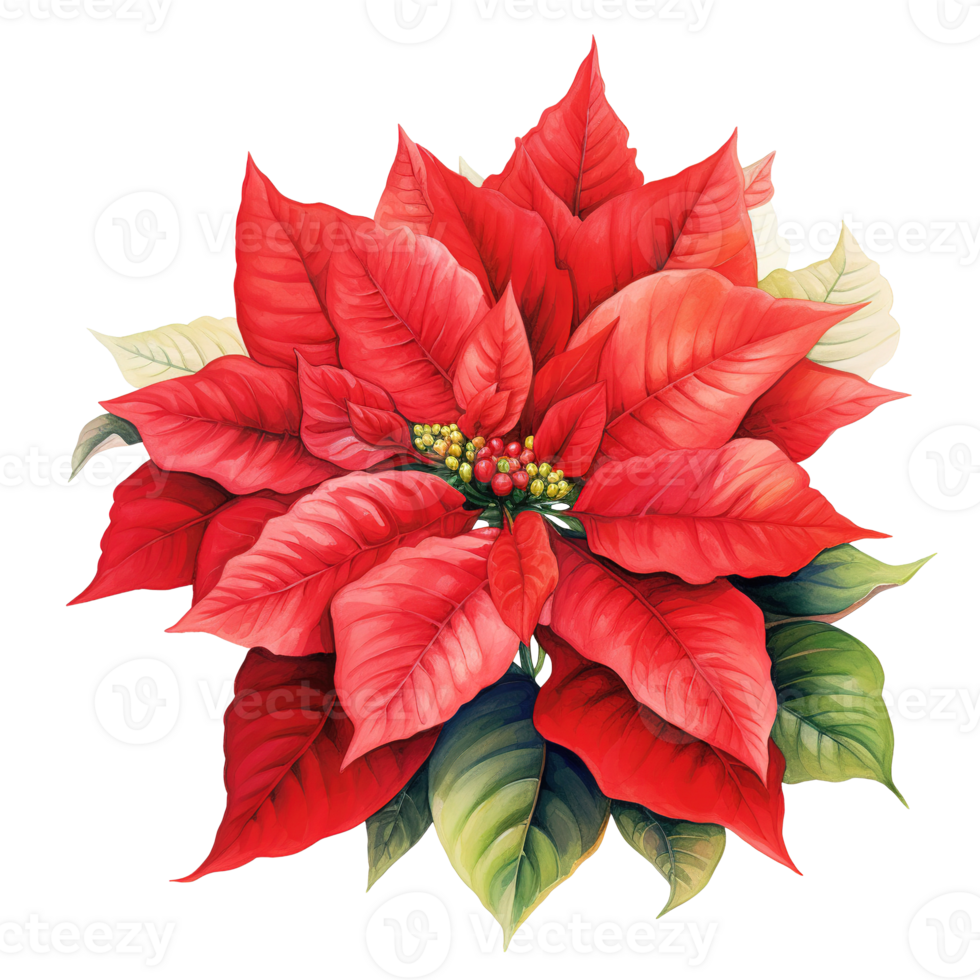 Poinsettia Flower For Christmas Event. Watercolor Style. AI Generated png