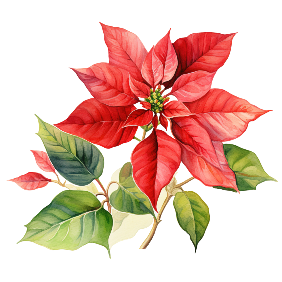Poinsettia Flower For Christmas Event. Watercolor Style. AI Generated png