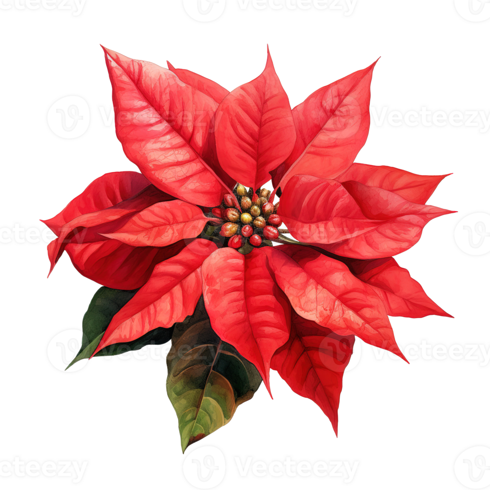 Poinsettia Flower For Christmas Event. Watercolor Style. AI Generated png