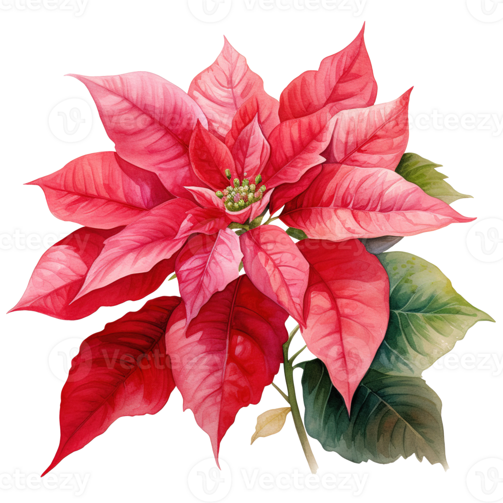 Poinsettia Flower For Christmas Event. Watercolor Style. AI Generated png
