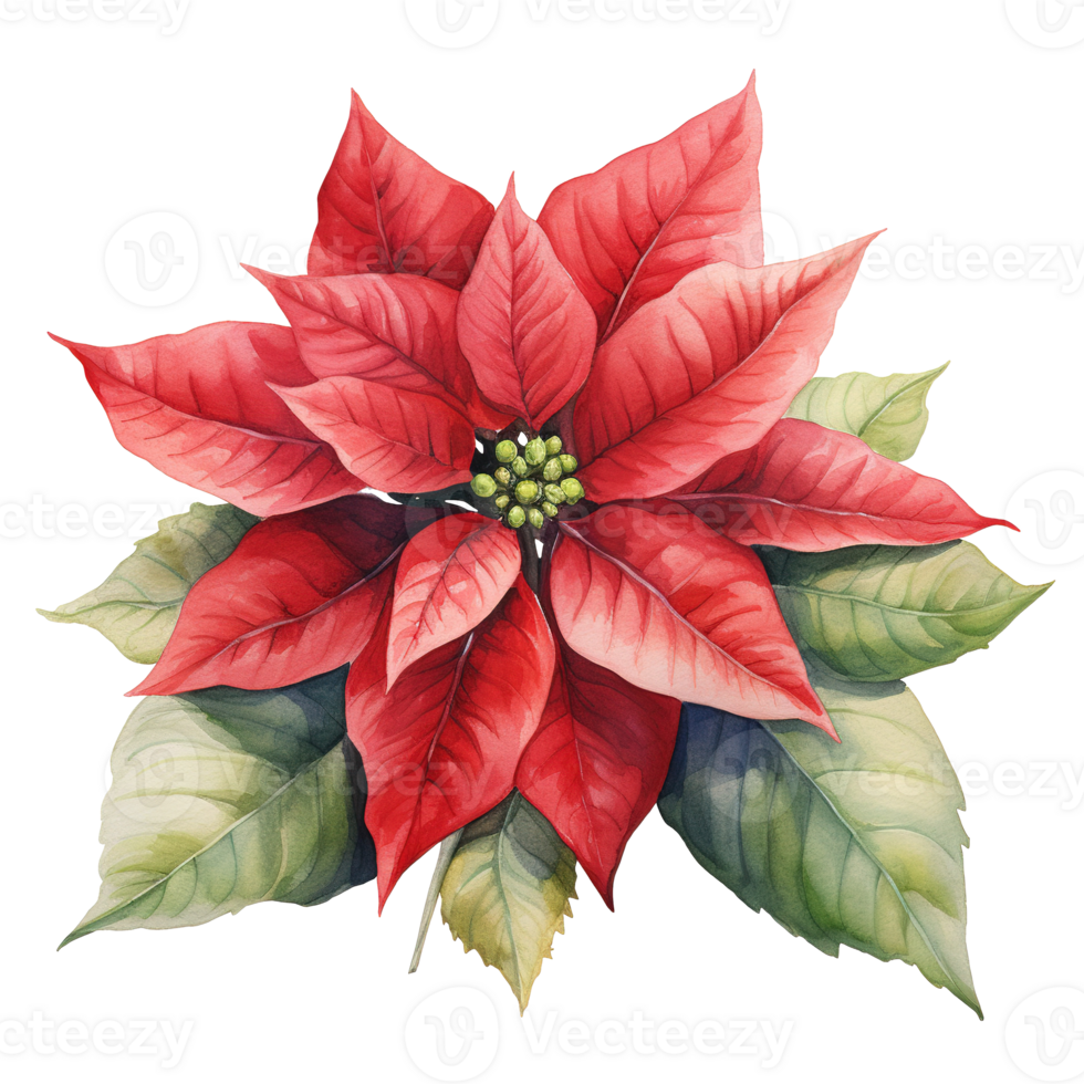 Poinsettia Flower For Christmas Event. Watercolor Style. AI Generated png