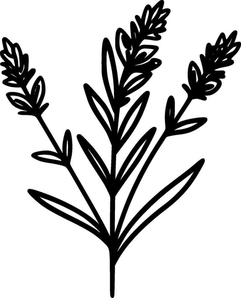 Lavender, Black and White Vector illustration