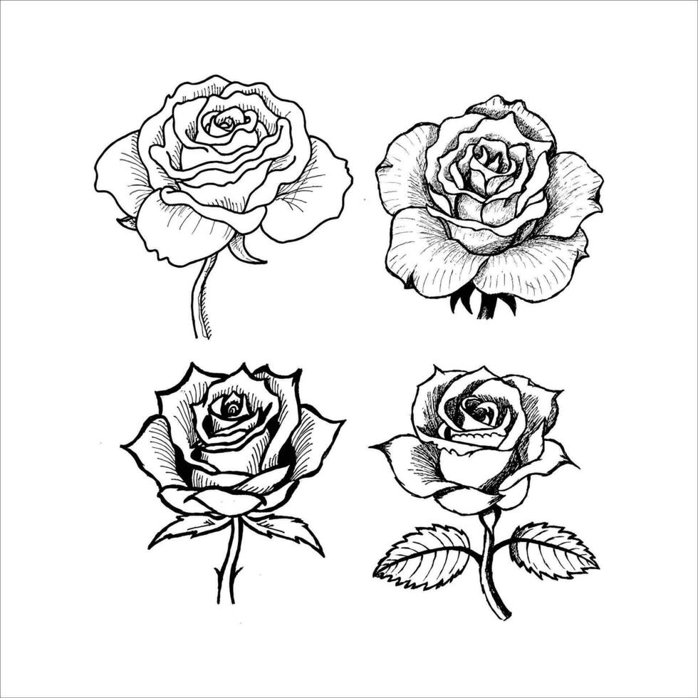 Set of rose vector icon illustration