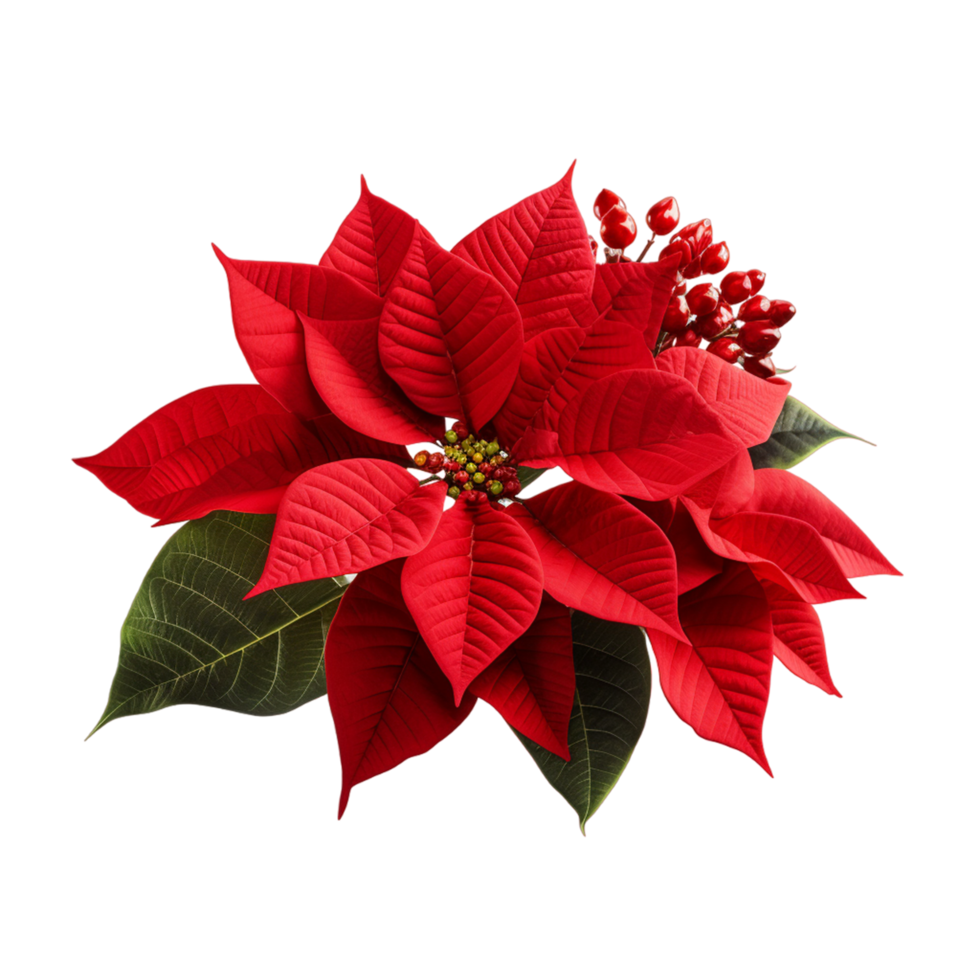 Red poinsettia flowers Ai Generative png