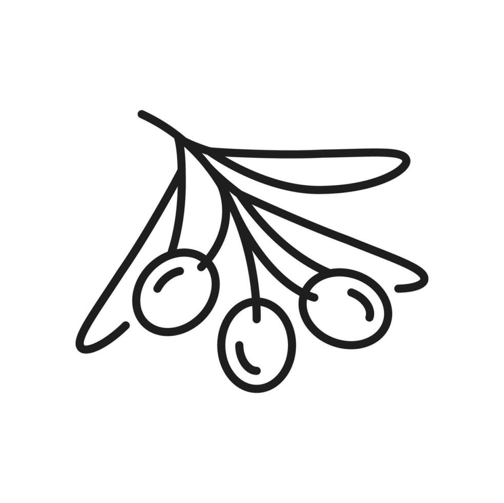Olive fruit with leaves, thin line icon vector
