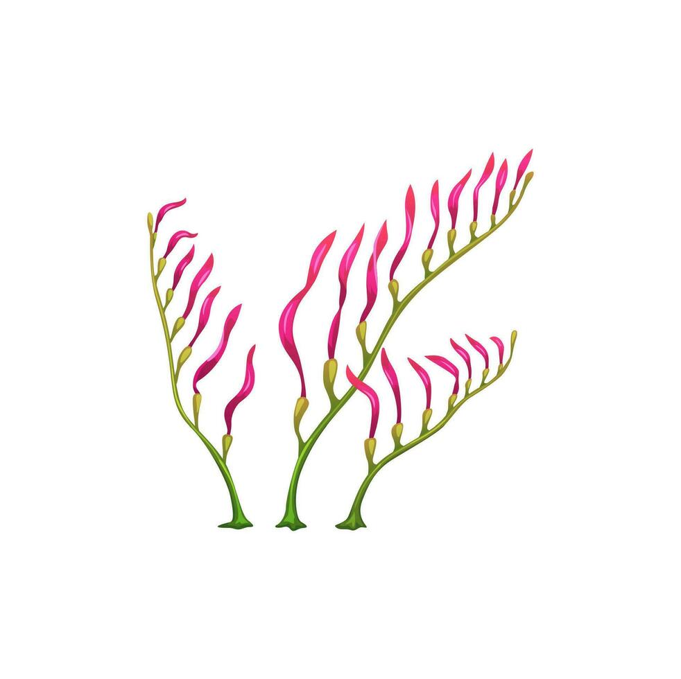 Cartoon underwater Macrocystis seaweed, algae vector